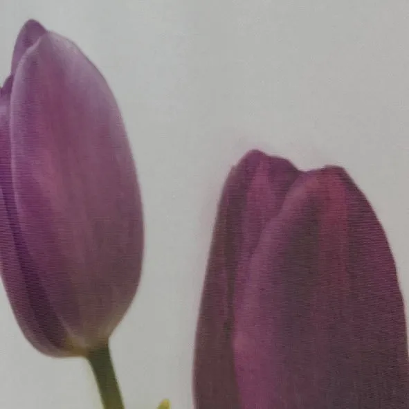 Scheibengardine Schlaufen Panneaux HxB 50x140cm Tulpen 4071