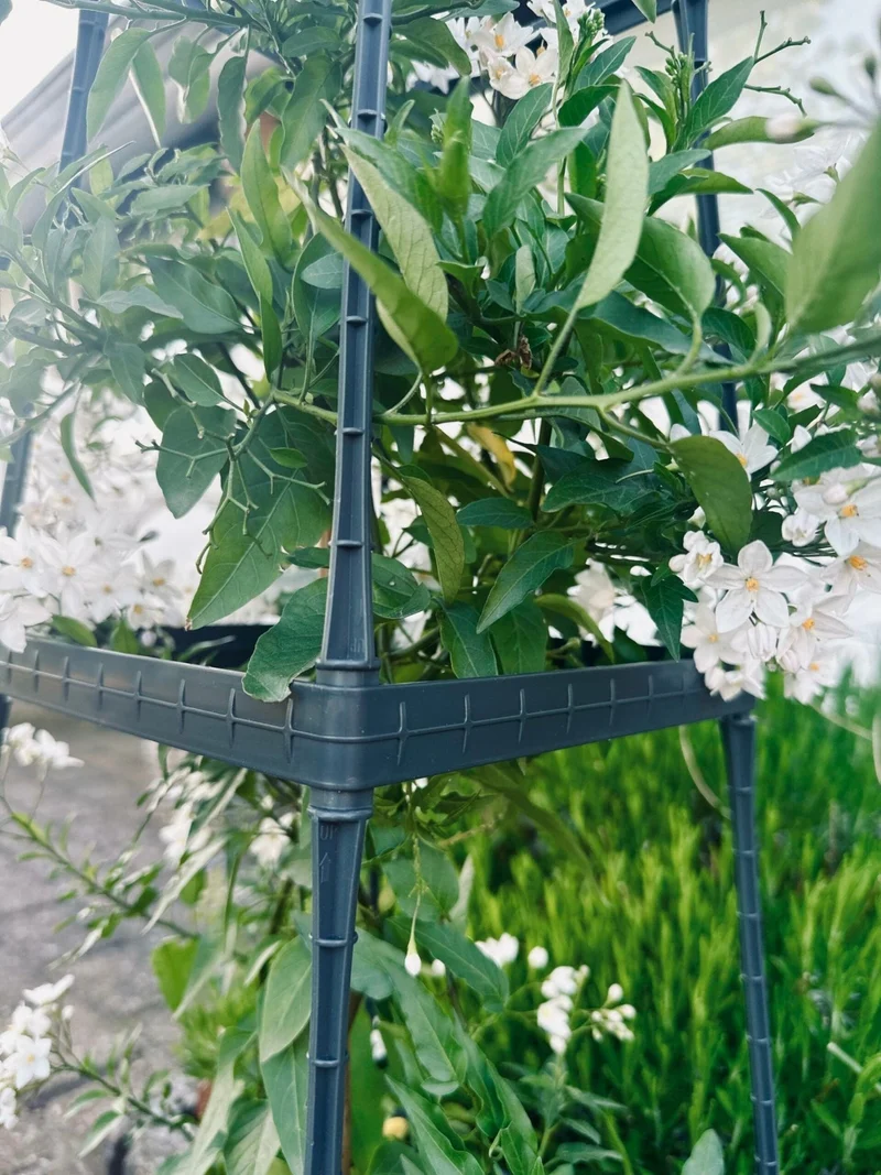 Pflanzenturm für Tomaten und Kletterpflanzen