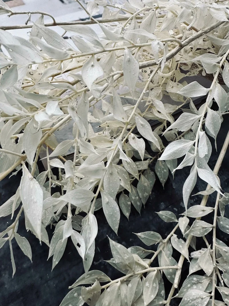 Trockenblumen – White ROSSA