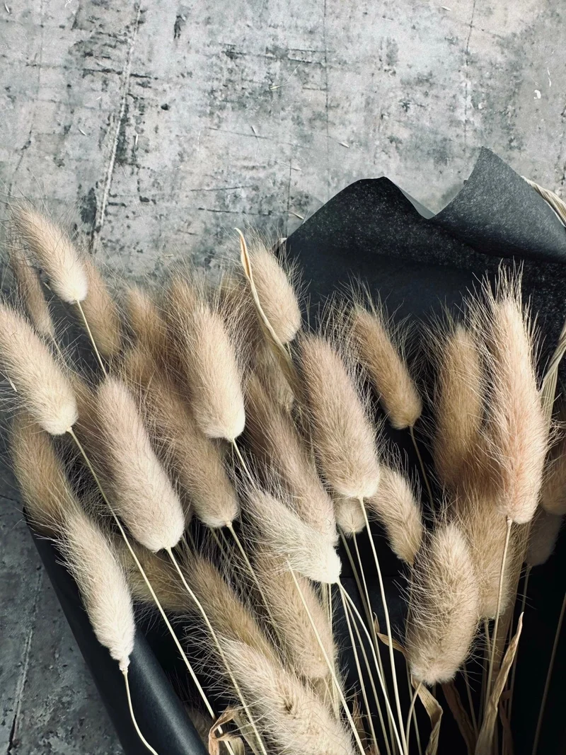 Lagurus – Natur