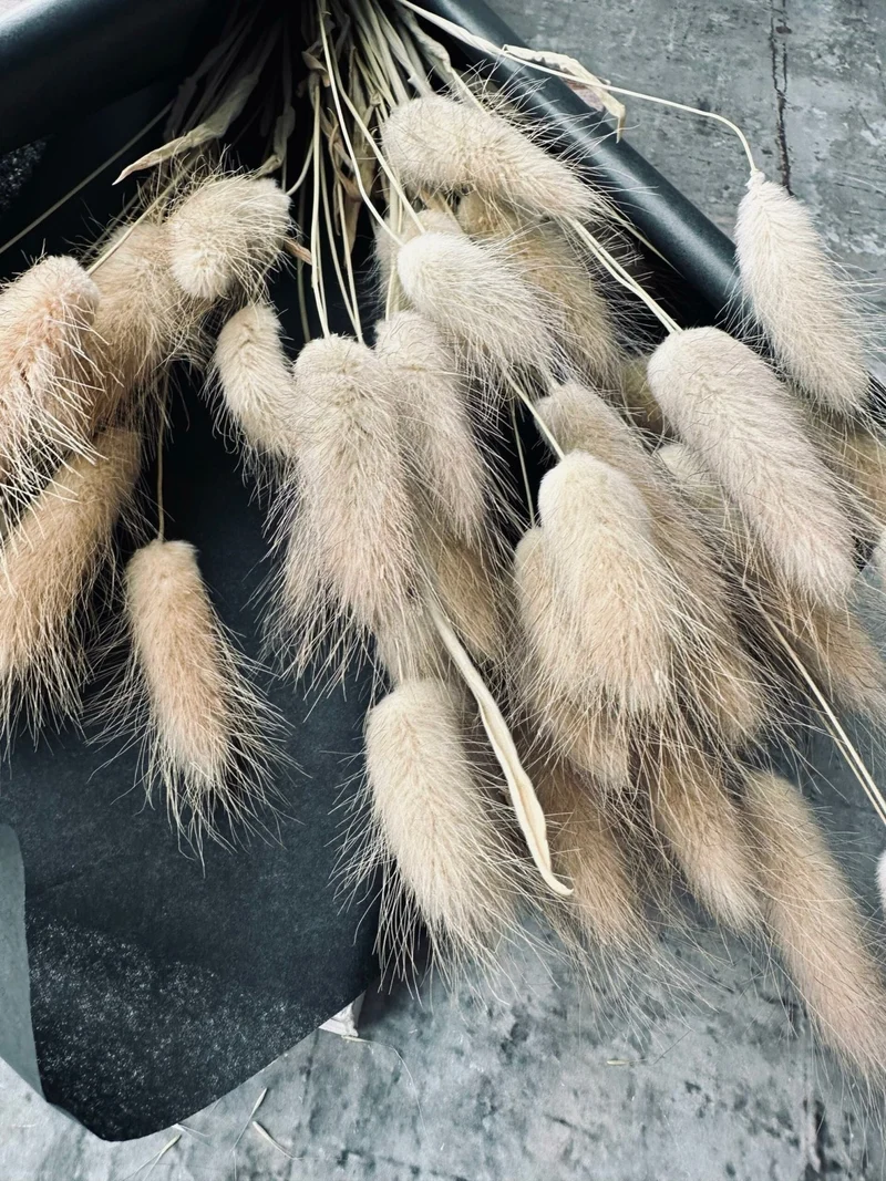 Lagurus – Natur