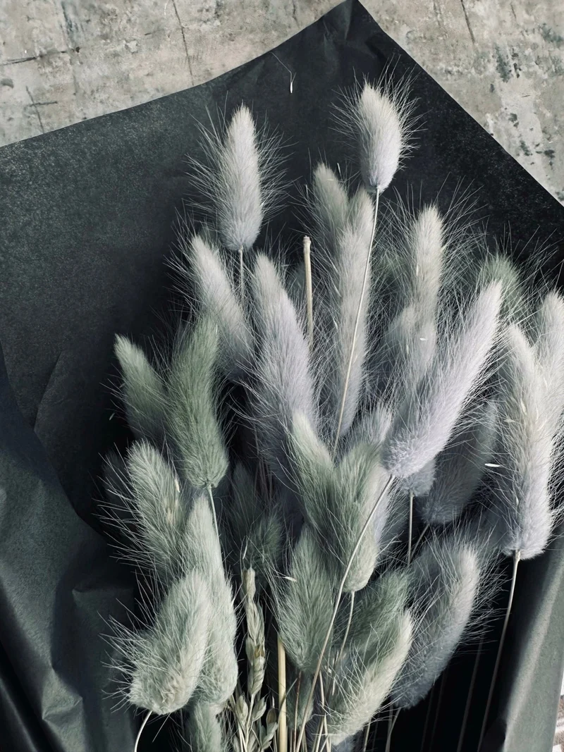 Lagurus – Grey Mist