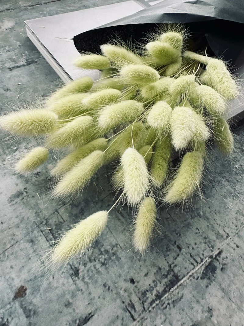 Lagurus – Lime