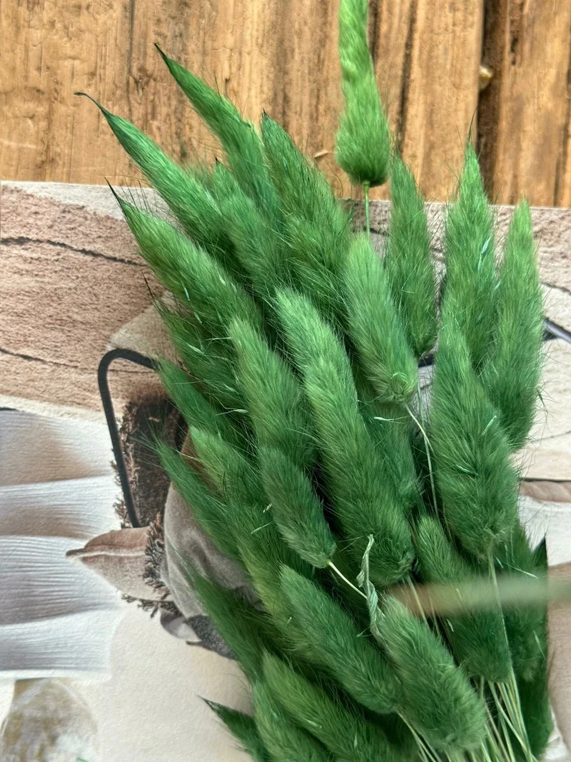 Lagurus - Grün