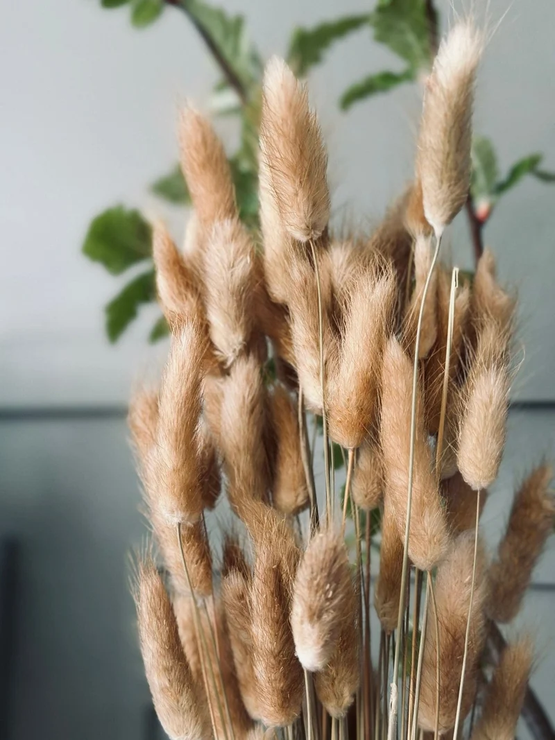 Lagurus - Natur