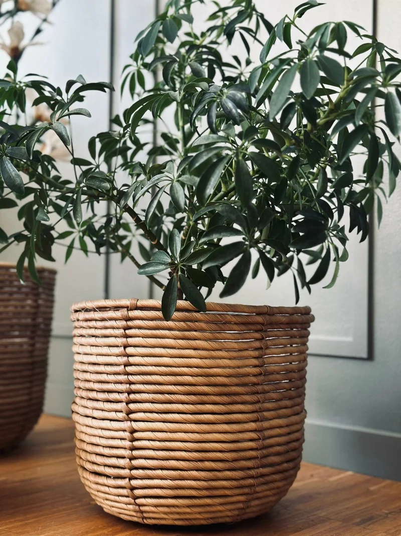 Pflanzenkörbe RATTAN – Set mit 3 Größen