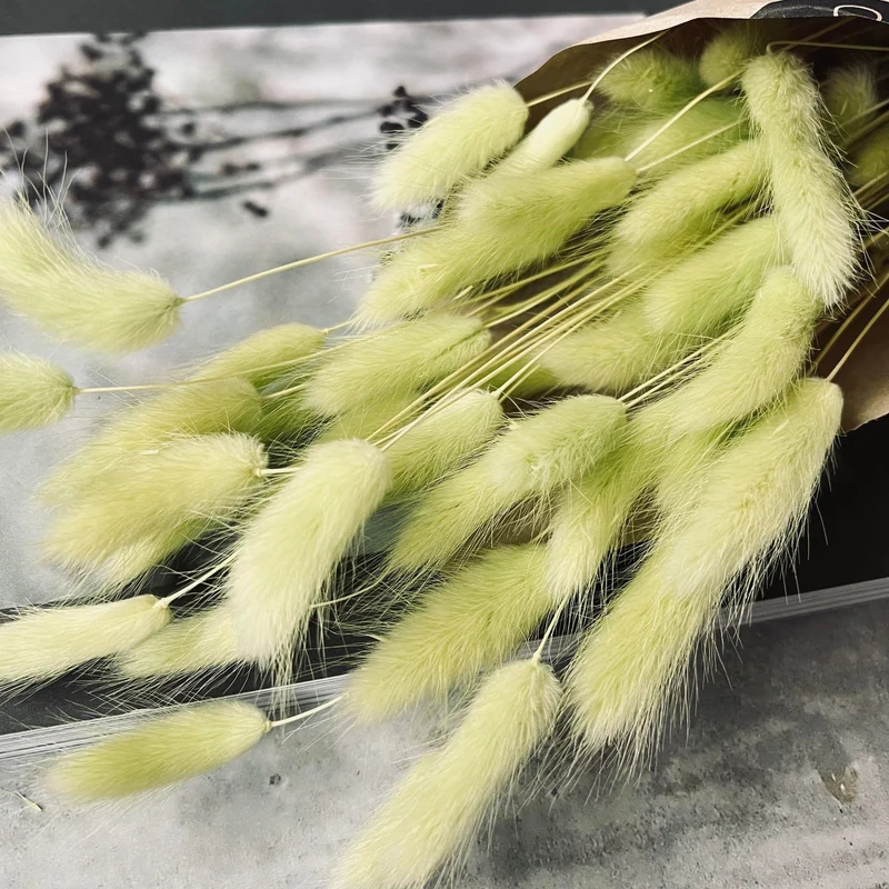 Lagurus - Lime
