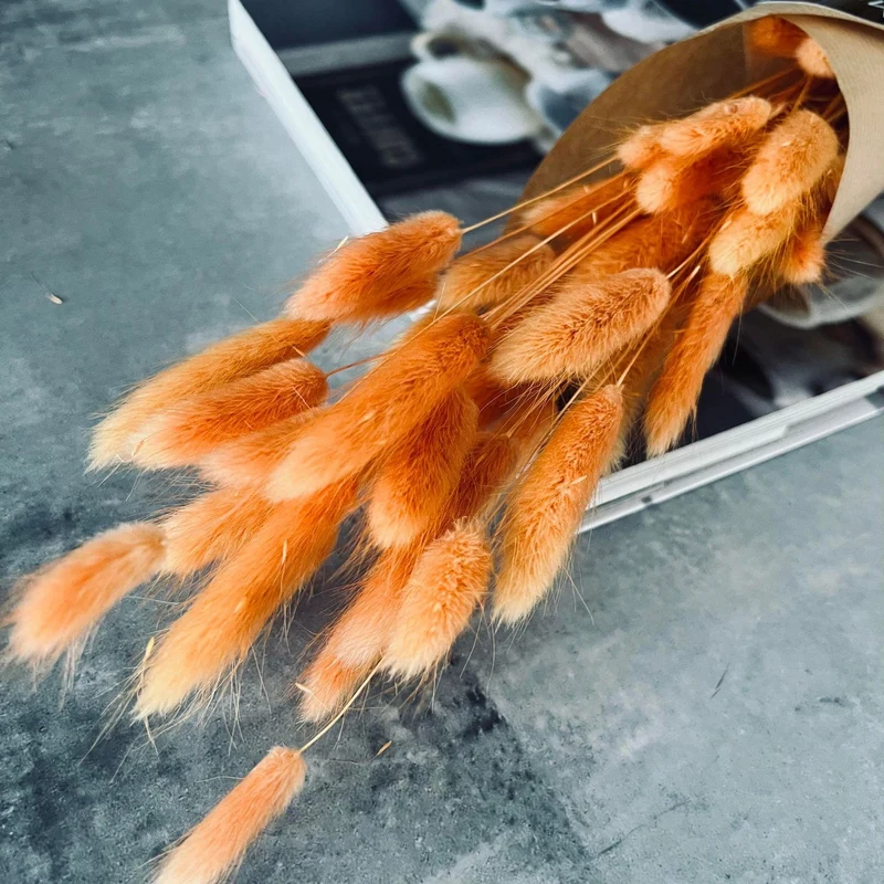 Lagurus Orange