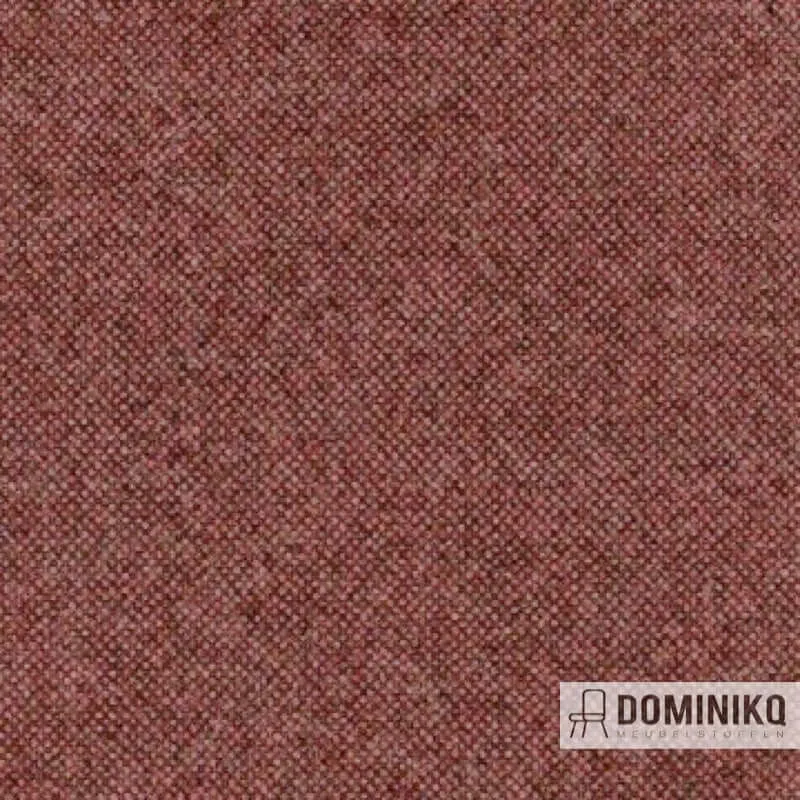 Aristide - Qashqai - 500 Rosenstaub