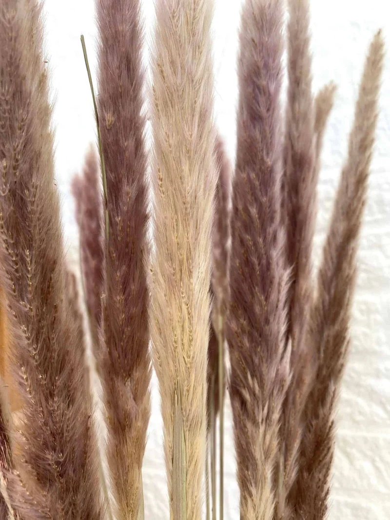 Ewigkeitsstrauß - Silver grass Plume natur