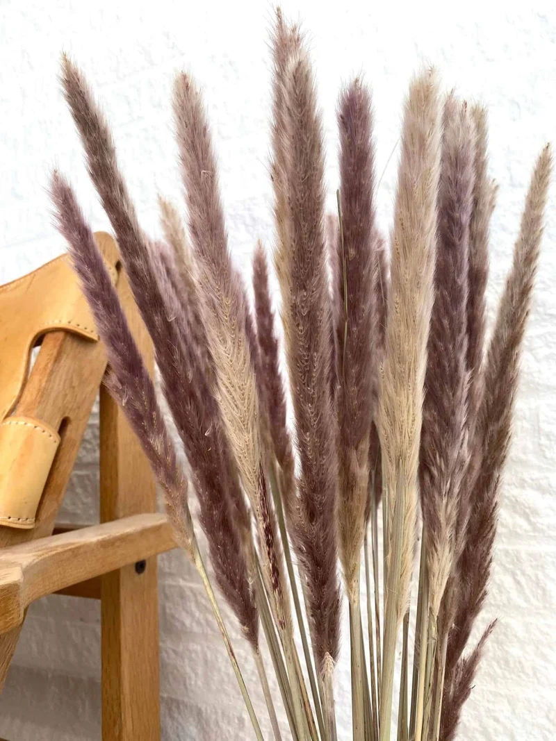 Ewigkeitsstrauß - Silver grass Plume natur