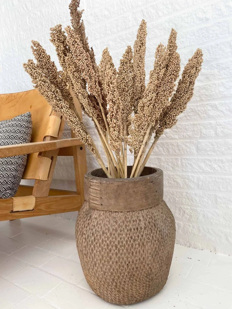 Wild Corn – Sahara – 20 Stk.