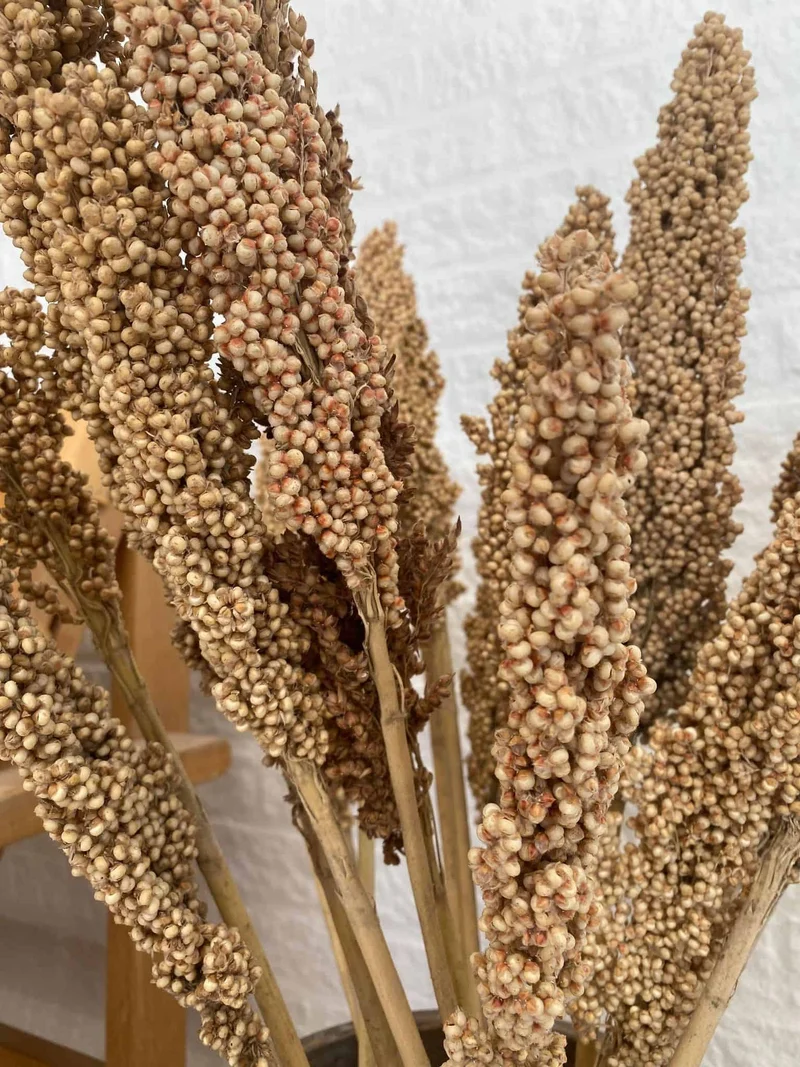 Wild Corn – Sahara – 20 Stk.