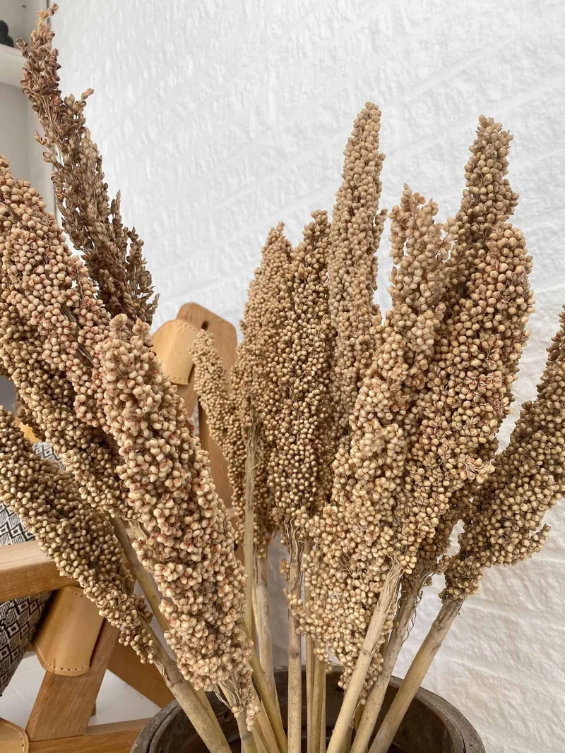 Wild Corn – Sahara – 20 Stk.