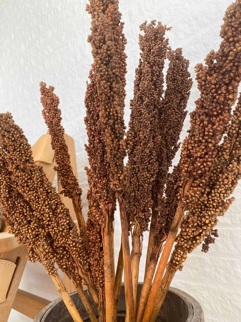 Wild Corn - Terrakotta - 20 Stück