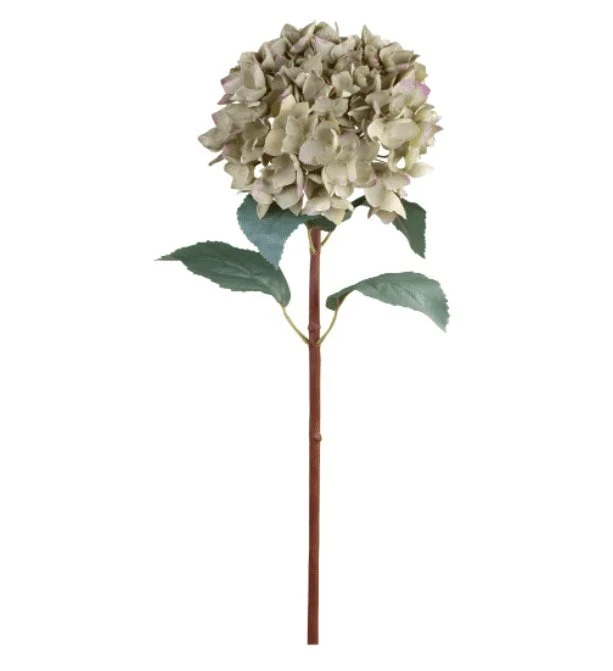 Hortensie mit Blättern H80cm