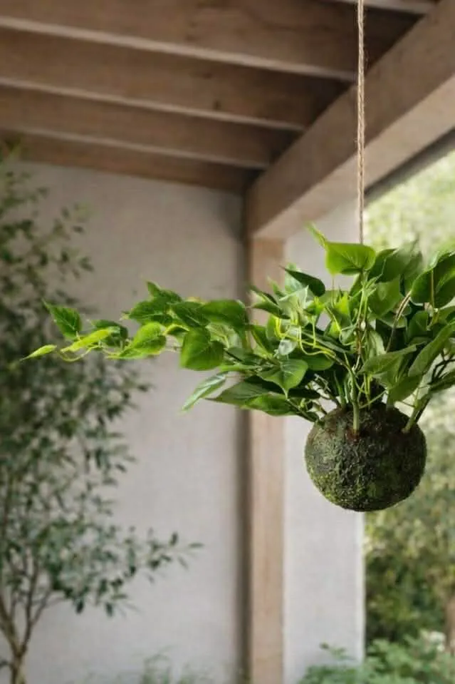 Hängepflanze Herz-Philodendron