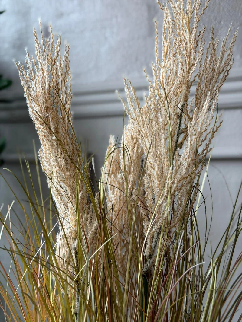 Pampas im Topf für innen und außen - 60 cm
