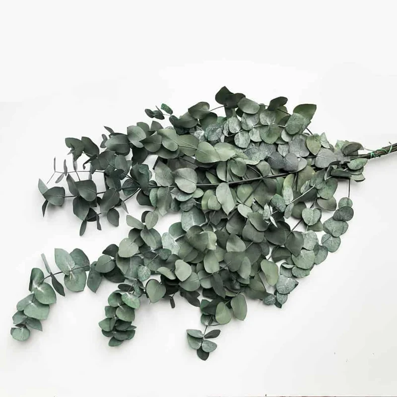 Evighedsbuket - Eucalyptus cynera