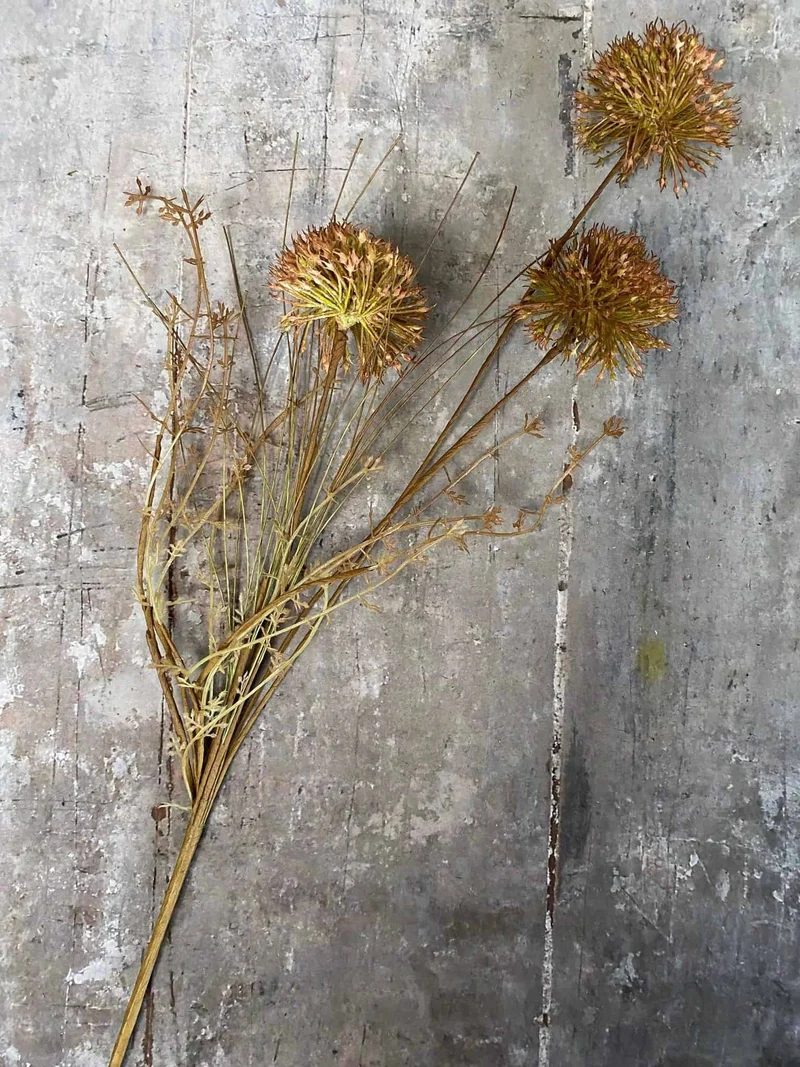 Ewigblume – Stiel 60 cm Pom