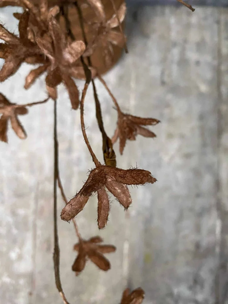 Evighedsblomst – Stiel 60cm Braun