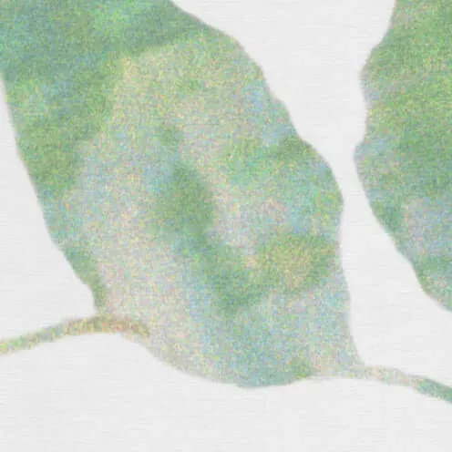 De Ploeg - Kendix - Springbloom - 05