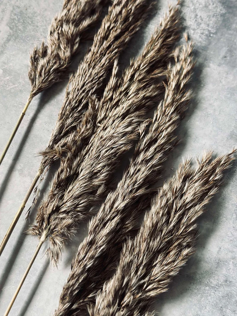 Pampas 5 Stück